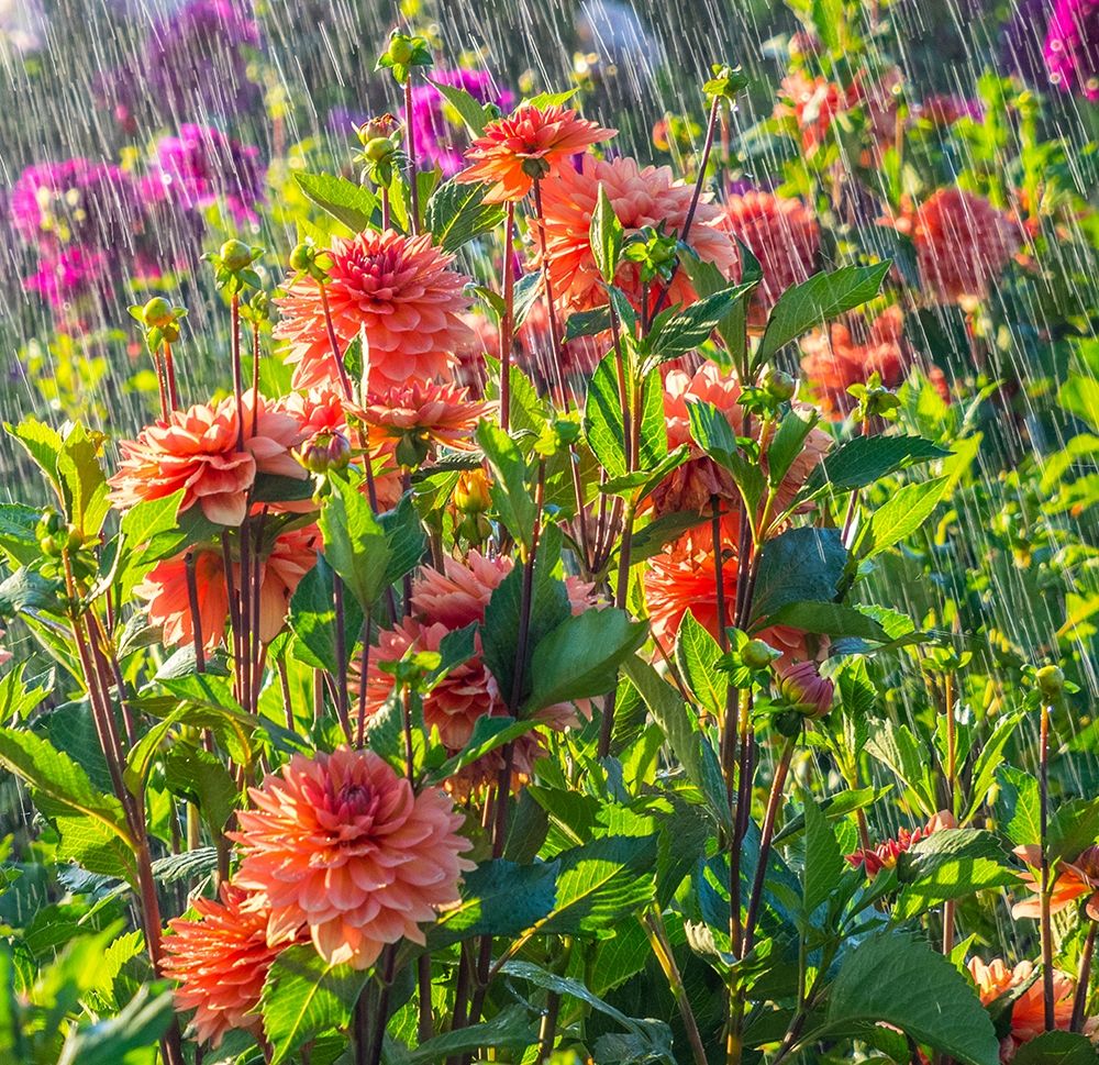 Oregon-Canby-Swam Island Dahlias-water coming down on flowers
